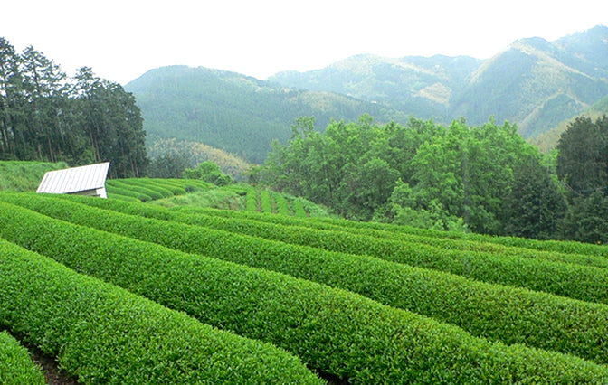 Yame Organic Premium Sencha Hatsuhana (Loose 40g)