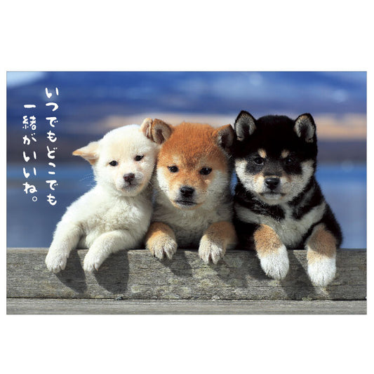 Postcard - Shiba Dog Torio
